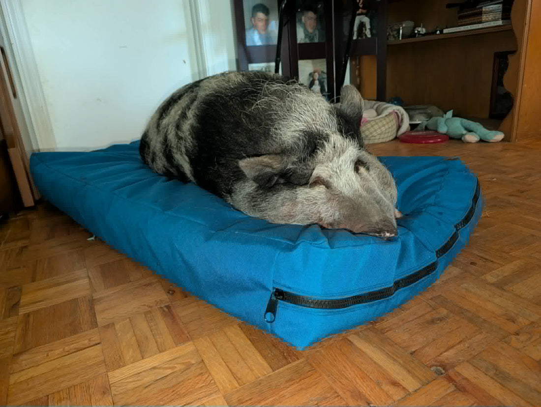A Bed fit for a Pig - Stormcrow Overland